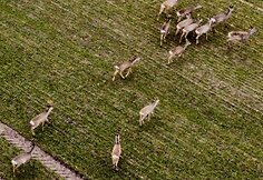 Stirnų kaimenė greta Klaipėdos pramoninės zonos