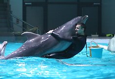 Delfinai ruošiasi susitikimui su žiūrovais
