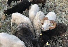 Dovilė Lapinskaitė jau kelerius metus gyvena &Scaron;kotijoje, moterų bendruomenėje.