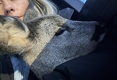 Tel&scaron;ių rajone rasta su&scaron;alusi stirnos jauniklė.