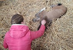Dovilė Juočiūnaitė meilę žirgams jautė nuo vaikystės, o pameistrystė praplėtė žinias. &Scaron;iandien ji dirba žirgyne. 