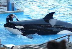 Vandens pramogų parkas &bdquo;SeaWorld&ldquo;