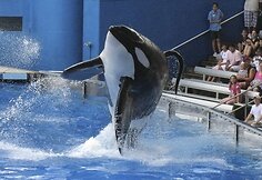 Vandens pramogų parkas &bdquo;SeaWorld&ldquo;