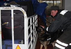 Atvykstančius oro uosto keleivius tikrino 5 muitinės kinologai
