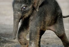 Sidnėjaus Tarongos zoologijos sodas