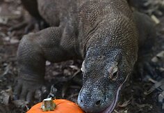 Londono zoologijos sodo gyventojai taip pat &scaron;venčia Heloviną
