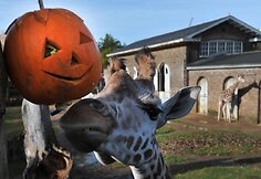 Londono zoologijos sodo gyventojai taip pat &scaron;venčia Heloviną
