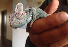 Mariaus ir Renatos Jampolskių chameleonas