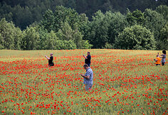 Ry&scaron;kiaspalvių aguonų pieva
