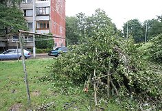 Per audrą išvartyti medžiai tebetvarkomi