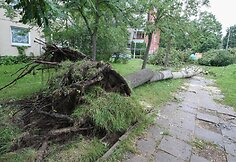 Per audrą išvartyti medžiai tebetvarkomi