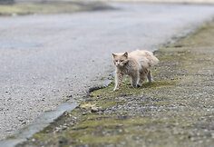 Benamės katės &ndash; dažnas vaizdas Karostos gatvėse.