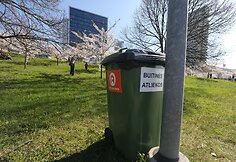 Prie sakurų pirmadienį šiukšlių kalnų nebebuvo