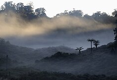Papua Naujoji Gvinėja