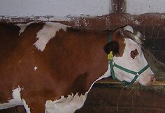 Konkursas "Liūdniausia karvė"