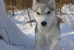 Konkurso nuotrauka