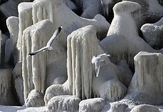 Kirai prie Juodosios jūros pakrantės