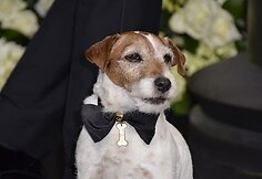 Uggie