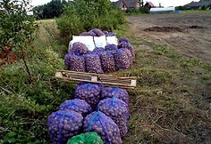 Kuklus bulvių derlius