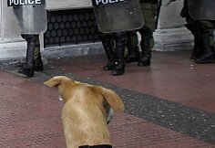 Šuo žiūri į policininkus