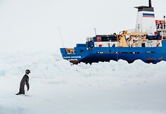 Antarktidoje pingvinas netoli įstrigusio laivo „Akademik Šokalskij“