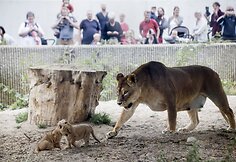 Liūto jaunikliai su mama Hopenhagos zoologijos sode (2013 m. liepos mėn.)