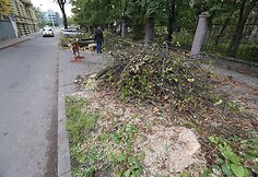 Vilniuje, Radvilų gatvėje nupjauti medžiai.