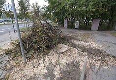 Vilniuje, Radvilų gatvėje nupjauti medžiai