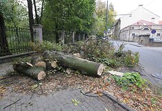 Vilniuje, Radvilų gatvėje nupjauti medžiai.