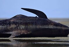Negyvas bangininis delfinas Naujojoje Zelandijoje