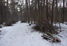 Tvarkomas Vingio parkas