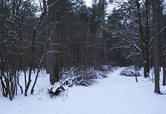 Tvarkomas Vingio parkas