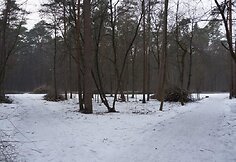 Tvarkomas Vingio parkas