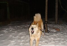 I&scaron; kilpos i&scaron;vaduota Vakarų Sibiro laika, vardu Bartas