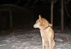I&scaron; kilpos i&scaron;vaduota Vakarų Sibiro laika, vardu Bartas