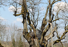 Stelmužės ąžuolas