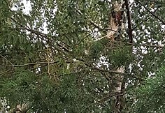 Audros padariniai Telšiuose