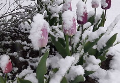 Žiemi&scaron;kas rytas Skuode