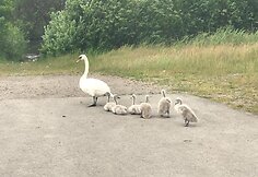 Pareigūnai trumpam sustabdė eismą
