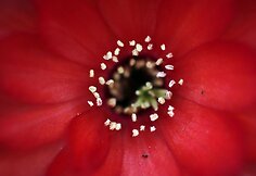 „Chelsea Flower Show“ paroda