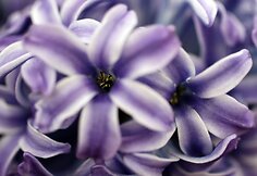 „Chelsea Flower Show“ paroda