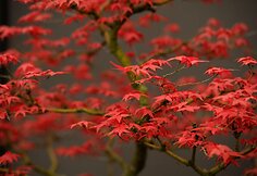 „Chelsea Flower Show“ paroda