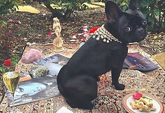 Lady Gagos augintinė Asia