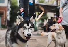 Festivalio &bdquo;Loftas Fest&ldquo; akimirka