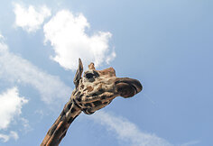 Zoologijos sodo gyventojas