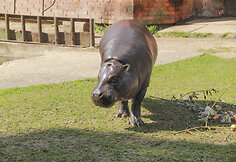 Zoologijos sodo gyventojas