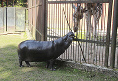 Zoologijos sodo gyventojas