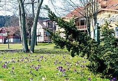 Krokų žiedai