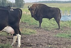 Į Karužų kaimą Varėnos rajone atklydo laukinis stumbras
