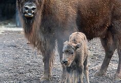 Lietuvos zoologijos sode gimė stumbriukas